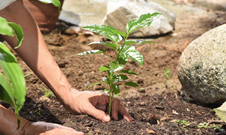 penanaman kembali hutan gundul