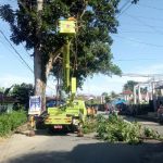 penanganan pohon tua oleh DLH