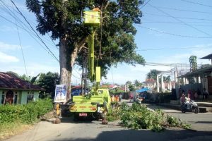 penanganan pohon tua oleh DLH