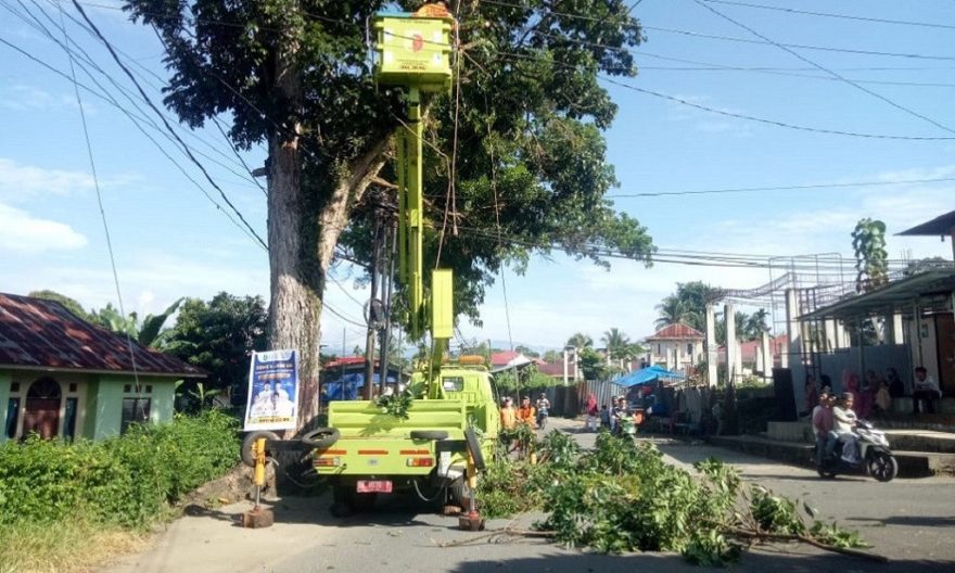 penanganan pohon tua oleh DLH